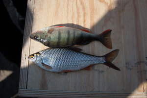 IMG_5670.jpg