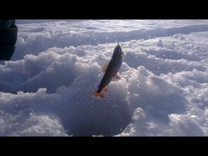 VIDEO0057_0000063107.jpg