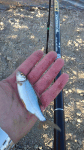 2.gif