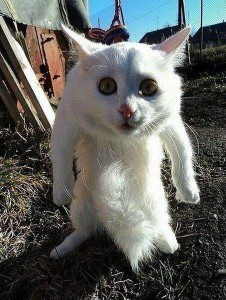 ТЫ НА КОГО БАТОН КРОШИШЬ ПЕС ПОЗОРНЫЙ.jpg