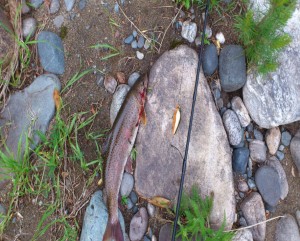 DSC_1426.jpg