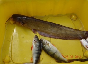 DSC00733.JPG