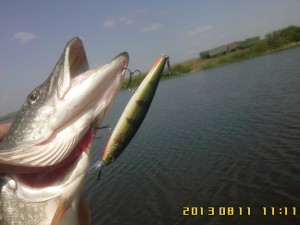 BALISONG_MINNOW_130_SP-Green_Perch.jpg