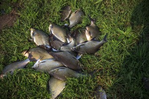 IMG_2393 копия.JPG
