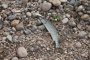IMG_8740.JPG