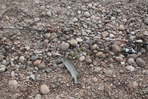 IMG_8739.JPG