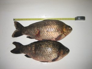 IMG_2688.jpg