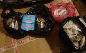 Оценка улова в дом. условиях.JPG