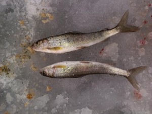 rps20122150105_013139.jpg