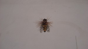 DSC04210.jpg