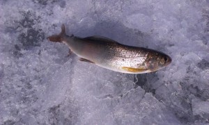 IMAG0682.jpg