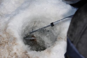 IMG_0298_761x507.jpg