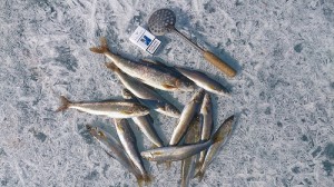 DSC_0082.JPG