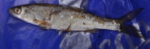 Приманка №1.JPG
