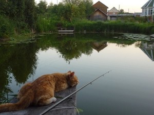 кот.jpg