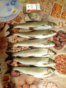 Улов 0807 дома.jpg