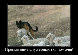 Собак.jpg