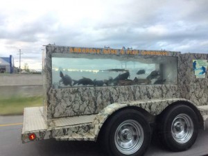 аквариум.jpg