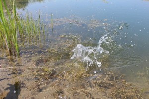IMG_50071.JPG