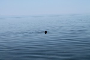 IMG_1131.JPG