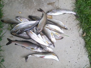 IMG_20140823_174746.jpg