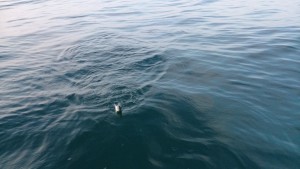 DSC_0237.JPG