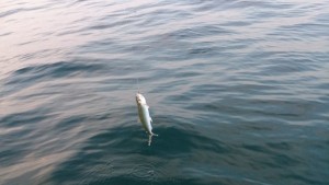 DSC_0241.JPG