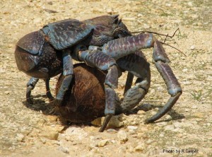Kokosovyiy_krab_10.jpg