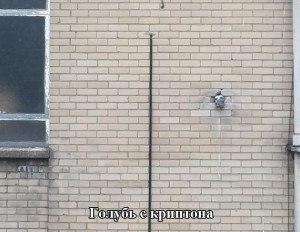 голубь.jpg