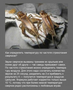сверчок.jpg