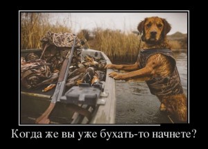 пёс.jpg