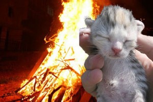 котэ.jpg