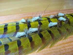 IMG_5428.JPG