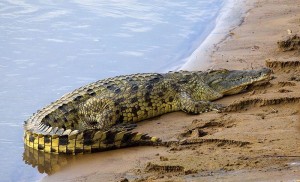7-krokodil.jpg