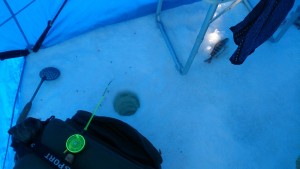 DSC_0310.JPG