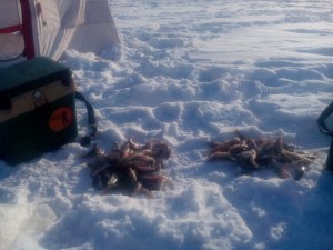 IMG_20160222_161754.jpg