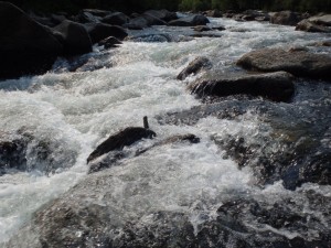 P7150071.JPG