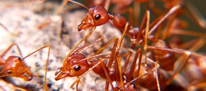 fire_ants.jpg