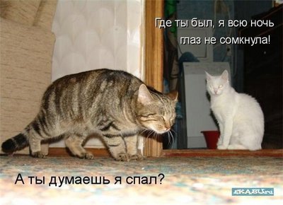 кот.jpg