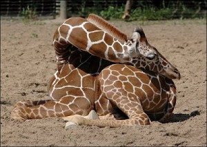 sleeping giraffe middle.jpg