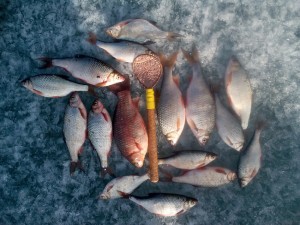 IMG_20160415_174917.jpg