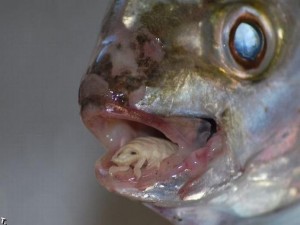 cymothoa_exigua_04.jpg