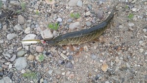 20160526_192123.jpg