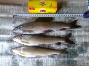 улов28.06.jpg