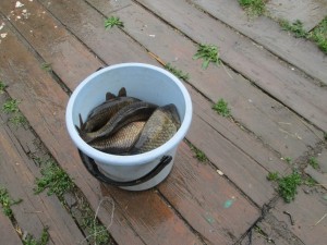 IMG_1135.JPG