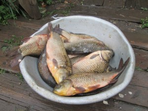IMG_1132.JPG