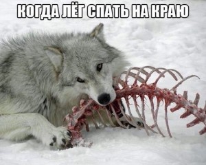 волк.jpg
