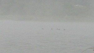 IMG_1200.JPG
