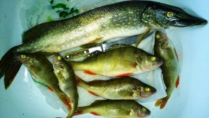 WP_20160730_005.jpg