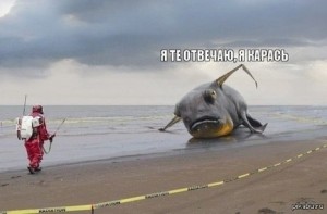 карась.jpg